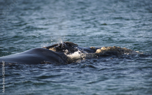 Southern Right Whale, Puerto Madryn, Argentina. 