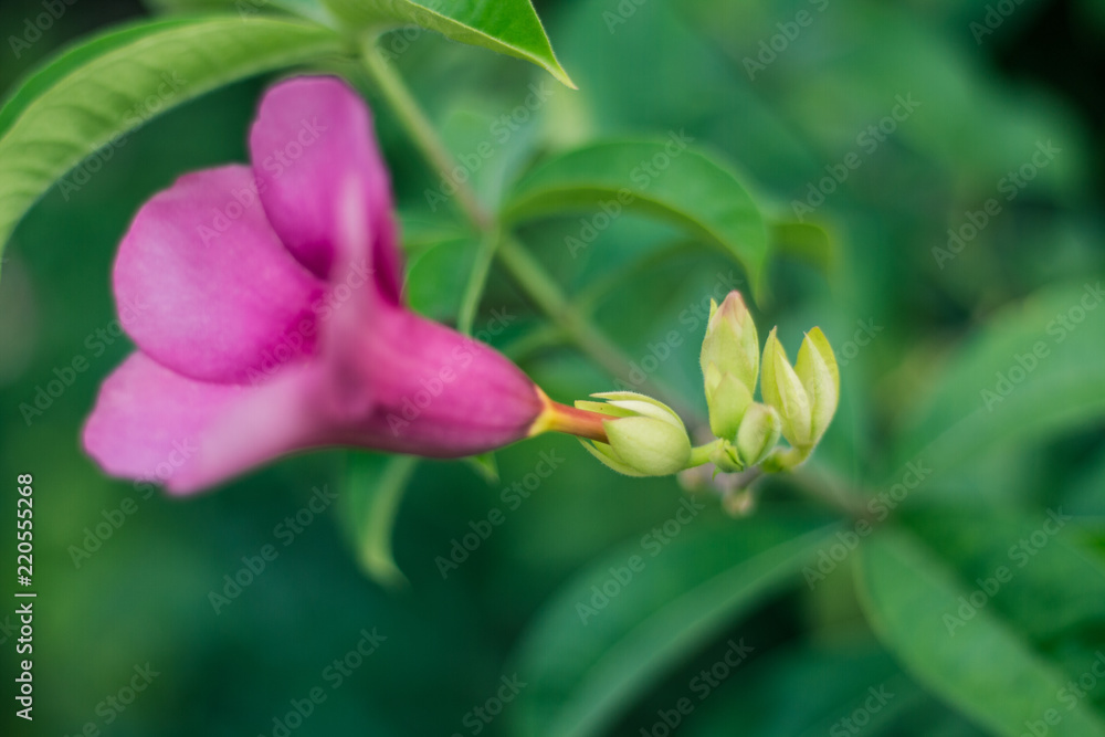 Beautiful allamanda flower, Purple allamanda flower Beautiful allamanda flower, Purple allamanda flower