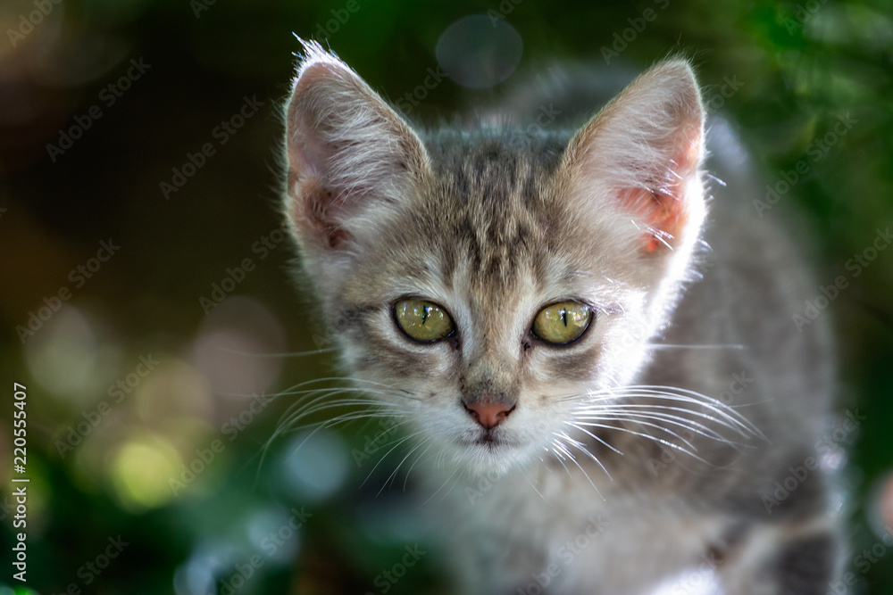 close up of very cute baby kitten with big appealing eyes in wild outdoor setting close up of very cute baby kitten with big appealing eyes in wild outdoor setting
