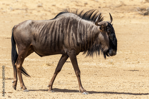 Photos One blue wildebeest walking in the Kgalagadi Transfrontier Park