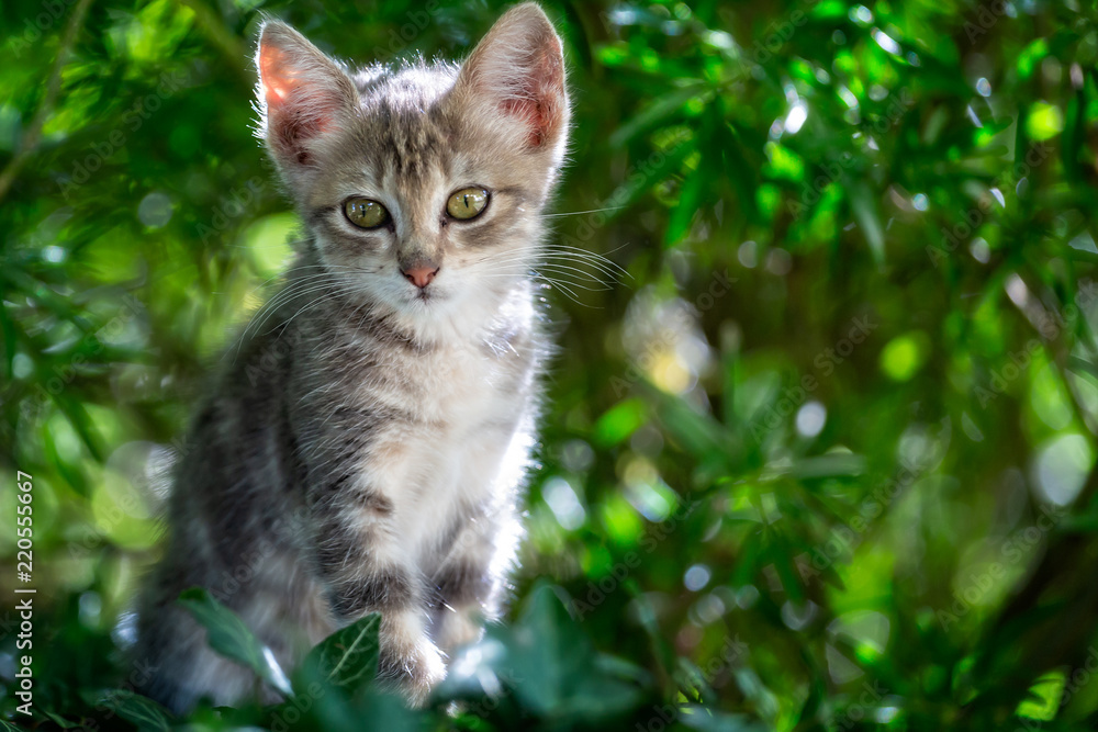 close up of very cute baby kitten with big appealing eyes in wild outdoor setting close up of very cute baby kitten with big appealing eyes in wild outdoor setting