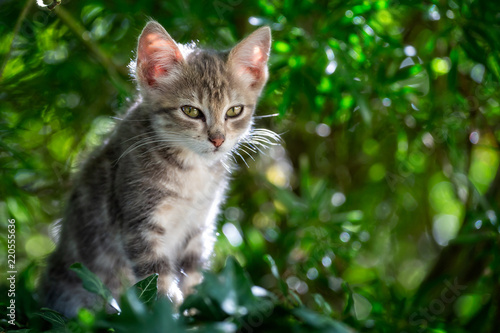 Wallpaper Mural close up of very cute baby kitten with big appealing eyes in wild outdoor setting Torontodigital.ca