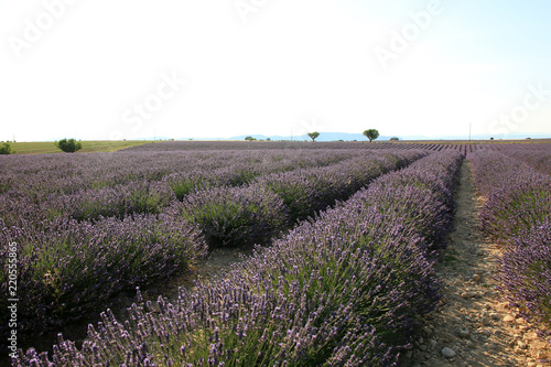 Fototapeta Naklejka Na Ścianę i Meble -  Lavendelfeld in der Provence