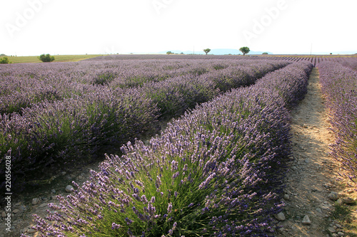 Fototapeta Naklejka Na Ścianę i Meble -  Lavendelfeld in der Provence