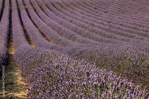 Fototapeta Naklejka Na Ścianę i Meble -  Lavendelfeld in der Provence