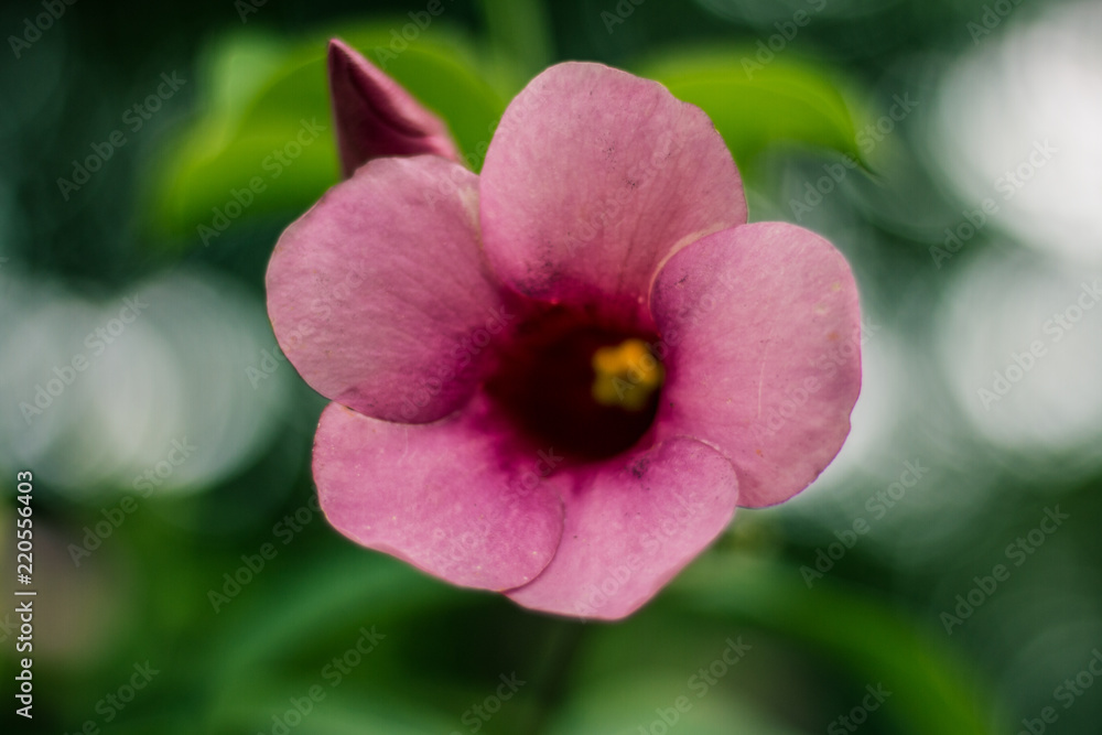 Beautiful allamanda flower, Purple allamanda flower Beautiful allamanda flower, Purple allamanda flower