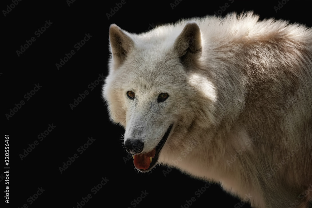 Lächelnder Polarwolf vor schwarzem Hintergrund 