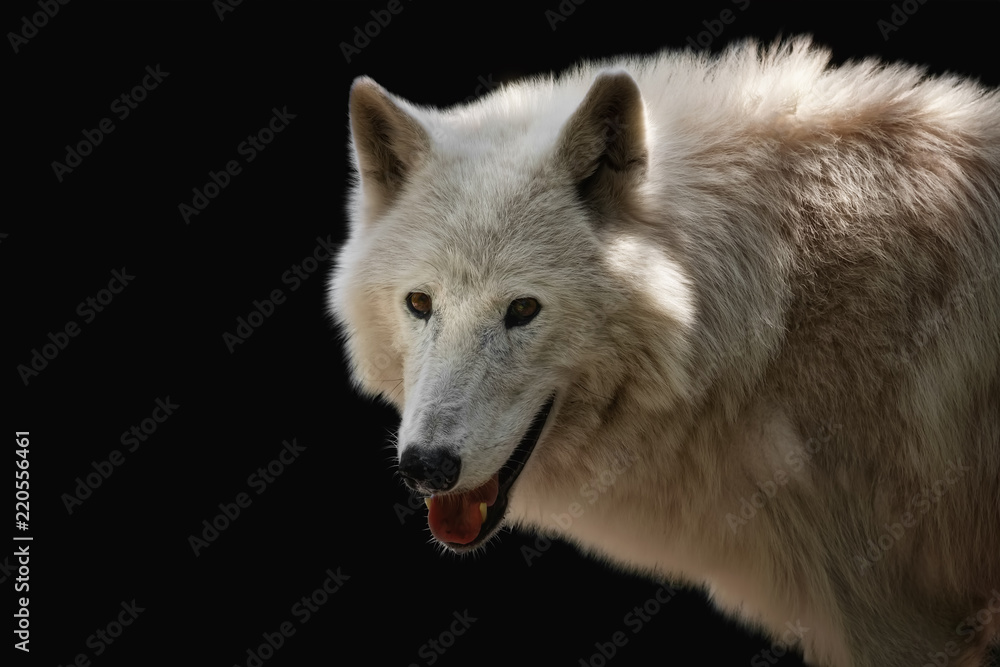 Lächelnder Polarwolf vor schwarzem Hintergrund Lächelnder Polarwolf vor schwarzem Hintergrund