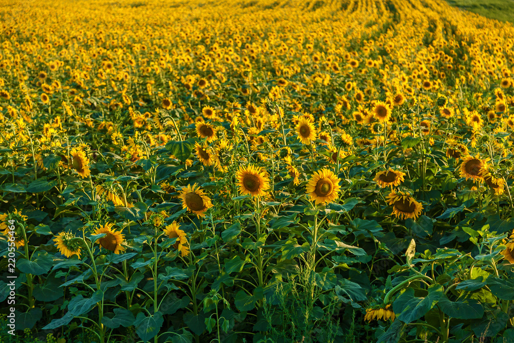 Obraz premium sunflower flowers growing on the field. farmers grow sunflowers for cooking oil