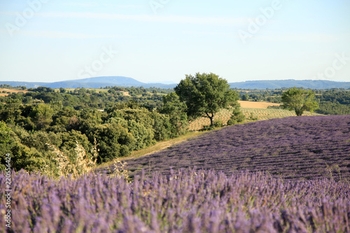 Fototapeta Naklejka Na Ścianę i Meble -  Lavendelfeld in der Provence