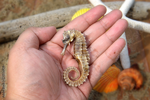 body and texture of dry seahorse