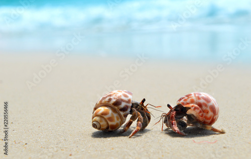 Фотография Hermit crab walking on the beach.