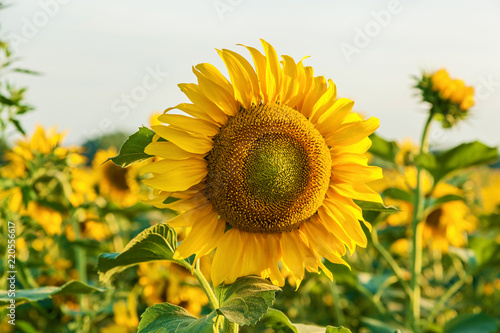 Fototapeta Naklejka Na Ścianę i Meble -  sunflower flowers growing on the field. farmers grow sunflowers for cooking oil