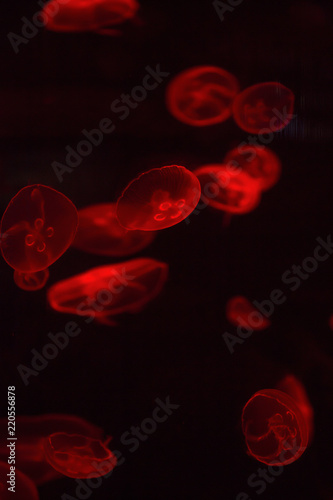 bright jellyfish floating in the dark sea