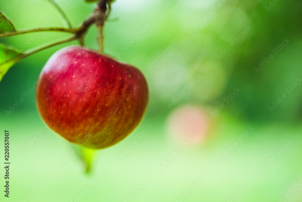 Apple. Fruit on the branch. Apple. Fruit on the branch.