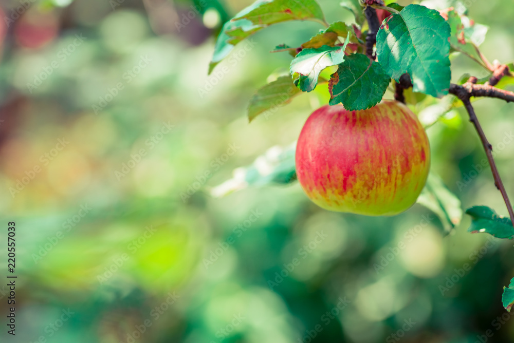Apple. Fruit on the branch. Apple. Fruit on the branch.