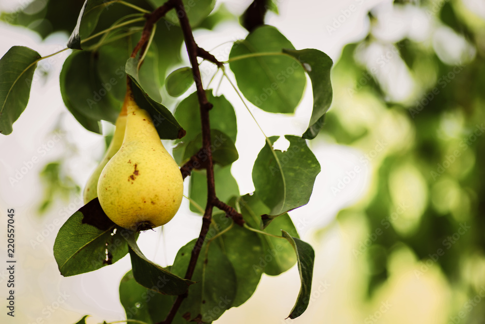 Pear fruit. Pear fruit.