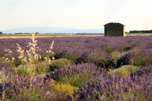 Fototapeta Naklejka Na Ścianę i Meble -  Lavendelfeld in der Provence