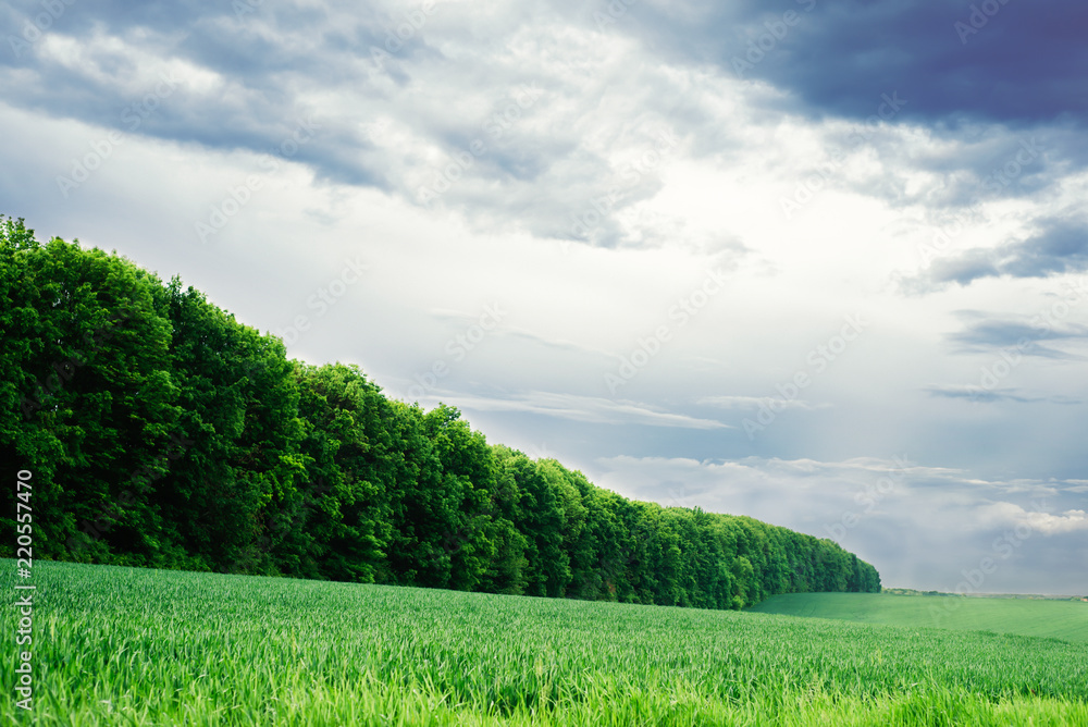 Obraz premium Summer sky. Green nature