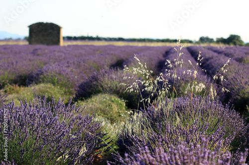 Fototapeta Naklejka Na Ścianę i Meble -  Lavendelfeld in der Provence