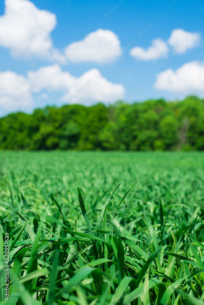 Obraz premium Field, rural nature