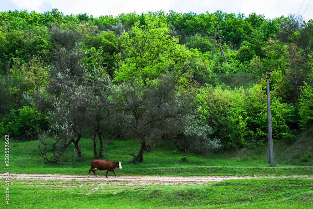Fototapeta premium Cow, animal in the farm