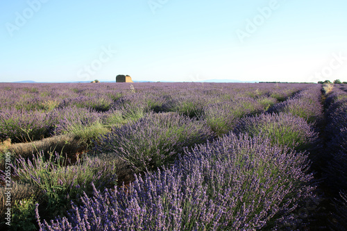 Fototapeta Naklejka Na Ścianę i Meble -  Lavendelfeld in der Provence