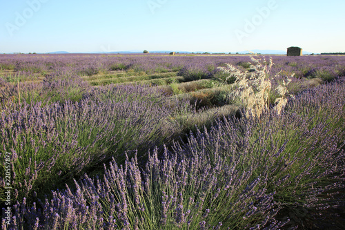 Fototapeta Naklejka Na Ścianę i Meble -  Lavendelfeld in der Provence