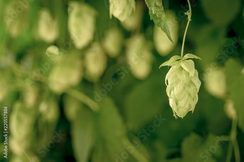 Green fresh hop cones for making beer and bread closeup, agricultural background. Hop cones in the hop garden.