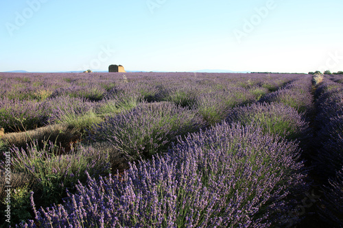 Lavendelfeld in der Provence © Eileen Kumpf