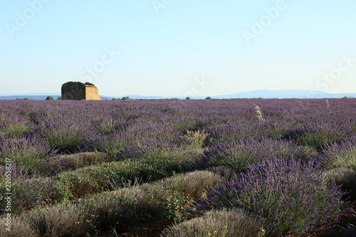 Fototapeta Naklejka Na Ścianę i Meble -  Lavendelfeld in der Provence
