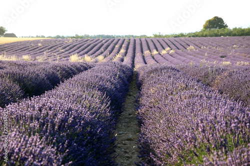 Fototapeta Naklejka Na Ścianę i Meble -  Lavendelfeld in der Provence