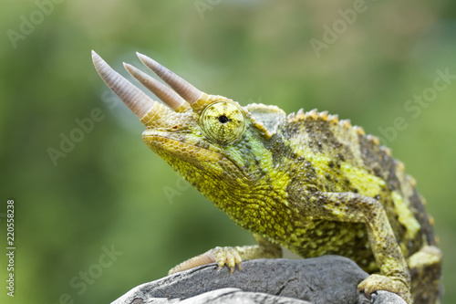 Vászonkép Colorful Jackson's Chameleon (Trioceros jacksonii)