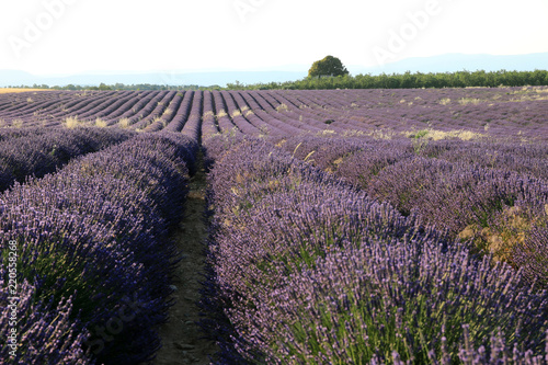 Fototapeta Naklejka Na Ścianę i Meble -  Lavendelfeld in der Provence