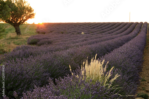 Fototapeta Naklejka Na Ścianę i Meble -  Lavendelfeld in der Provence