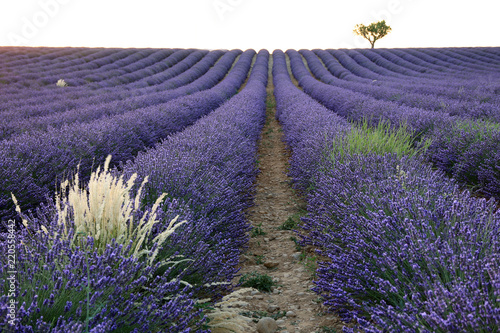 Fototapeta Naklejka Na Ścianę i Meble -  Lavendelfeld in der Provence