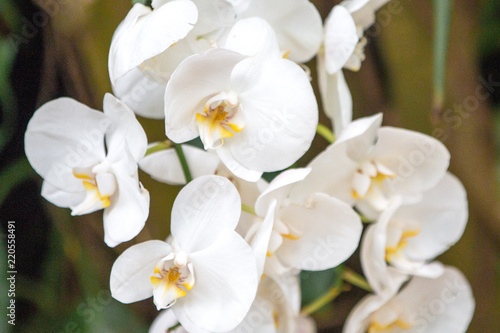 Orchideen Orchideengewächse (Orchidaceae)