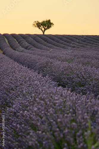 Fototapeta Naklejka Na Ścianę i Meble -  Lavendelfeld in der Provence