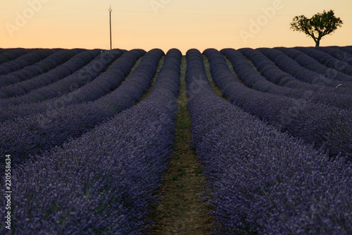 Fototapeta Naklejka Na Ścianę i Meble -  Lavendelfeld in der Provence