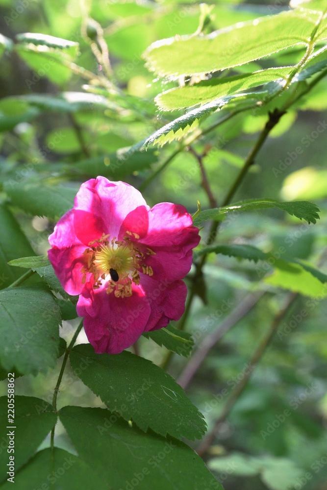 A bloom of wild roses