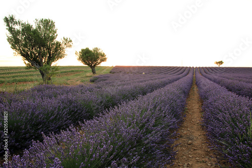 Fototapeta Naklejka Na Ścianę i Meble -  Lavendelfeld in der Provence