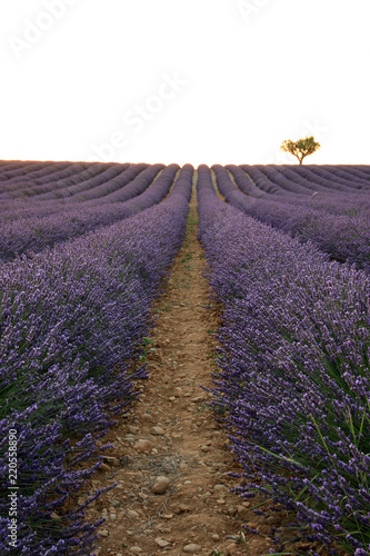 Fototapeta Naklejka Na Ścianę i Meble -  Lavendelfeld in der Provence