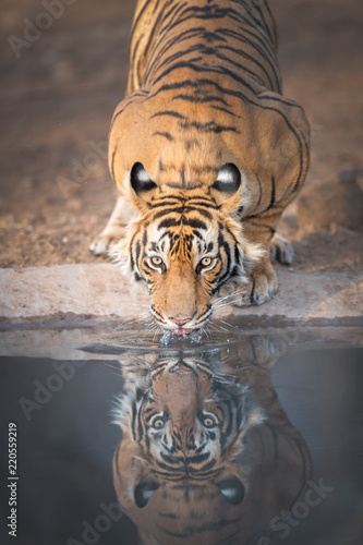 Bengal Tiger Takes a Drink from Water Hole in Ranthambhore National Park