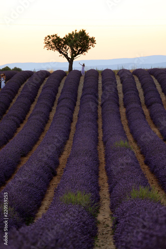 Fototapeta Naklejka Na Ścianę i Meble -  Lavendelfeld in der Provence