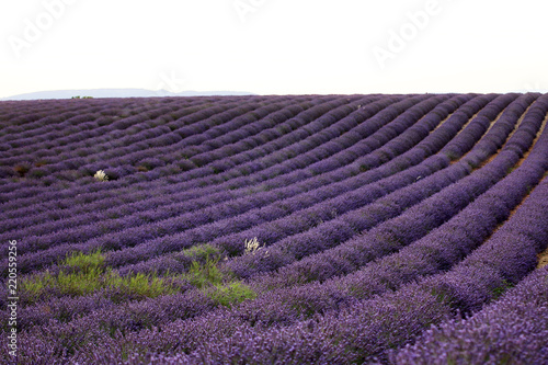 Fototapeta Naklejka Na Ścianę i Meble -  Lavendelfeld in der Provence