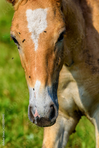 portrait of a horse grazing in a meadow close-up