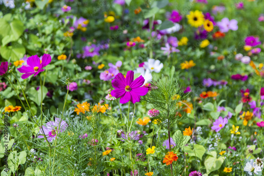 Different colorful flowers in a flower bed