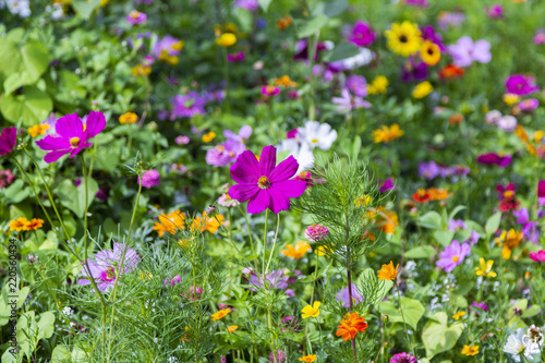 Different colorful flowers in a flower bed