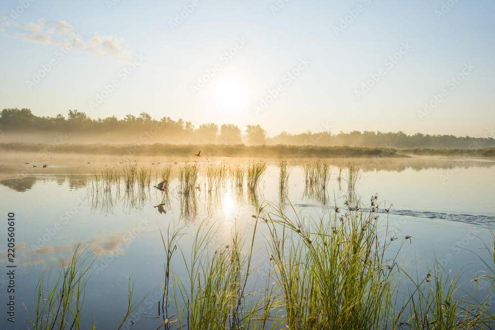 Reed along the shore of a lake at a foggy sunrise in summer
