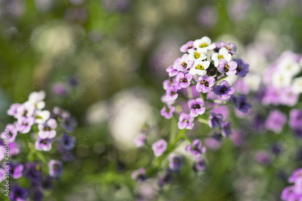Lobularia maritima syn. Alyssum maritimum, common name sweet alyssum or sweet alison Lobularia maritima syn. Alyssum maritimum, common name sweet alyssum or sweet alison